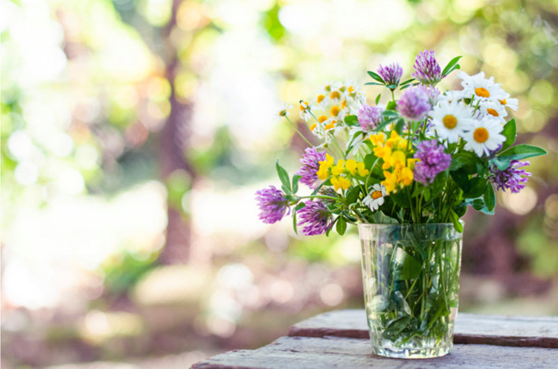 ‘Plant-Me’ Wild Flower Christmas Crackers